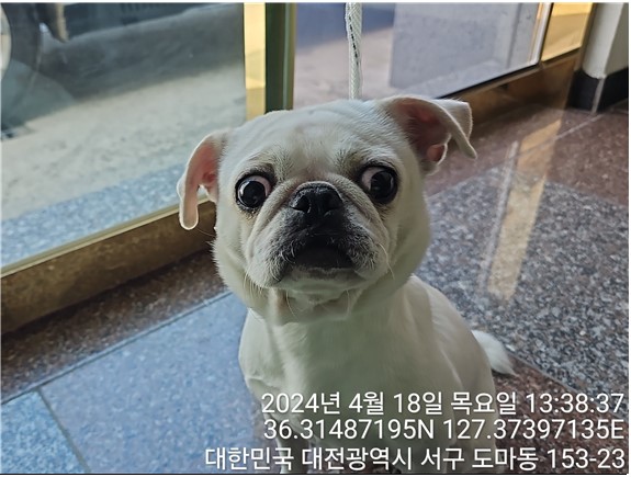 유기동물 - 퍼그