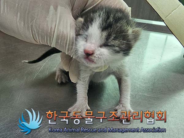 유기동물 - 한국 고양이