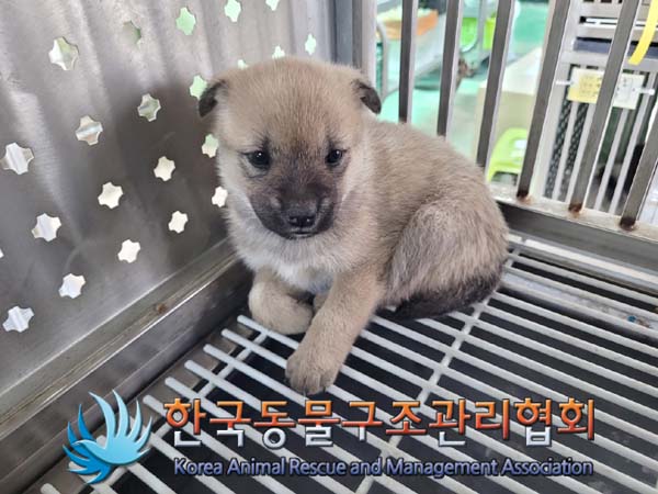 유기동물 입양 기회: 60일 미만 믹스견 외 2마리