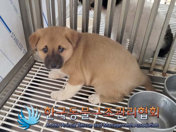 경기도 파주시 유기동물 정보