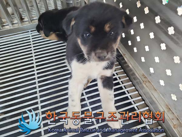 김포시 유기견, 60일 미만 새끼 믹스견 2마리와 소심한 베이지색 믹스견