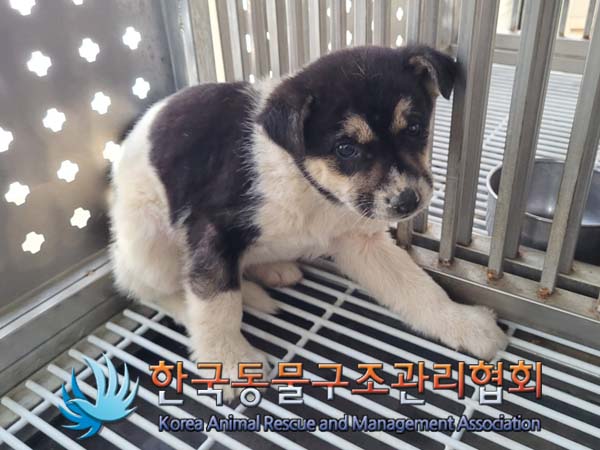 60일 미만 믹스견 외 2건