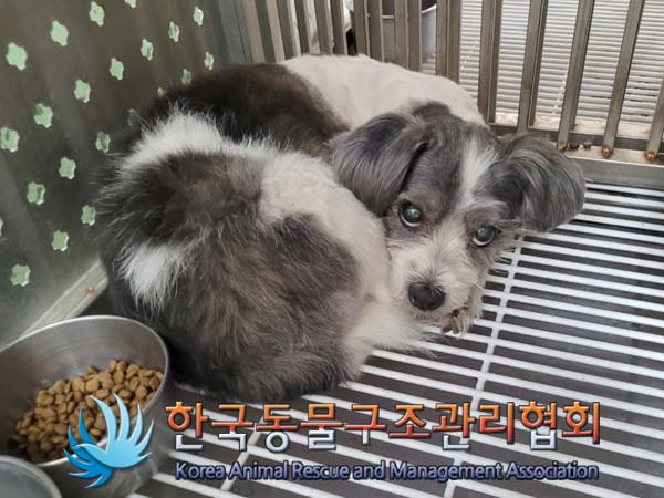 유기견 및 유기고양이 찾아요!