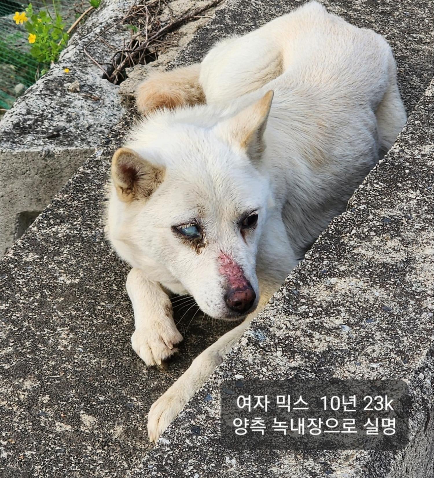 유기동물 - 믹스견
