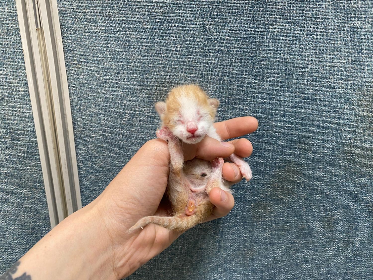 유기동물 - 한국 고양이
