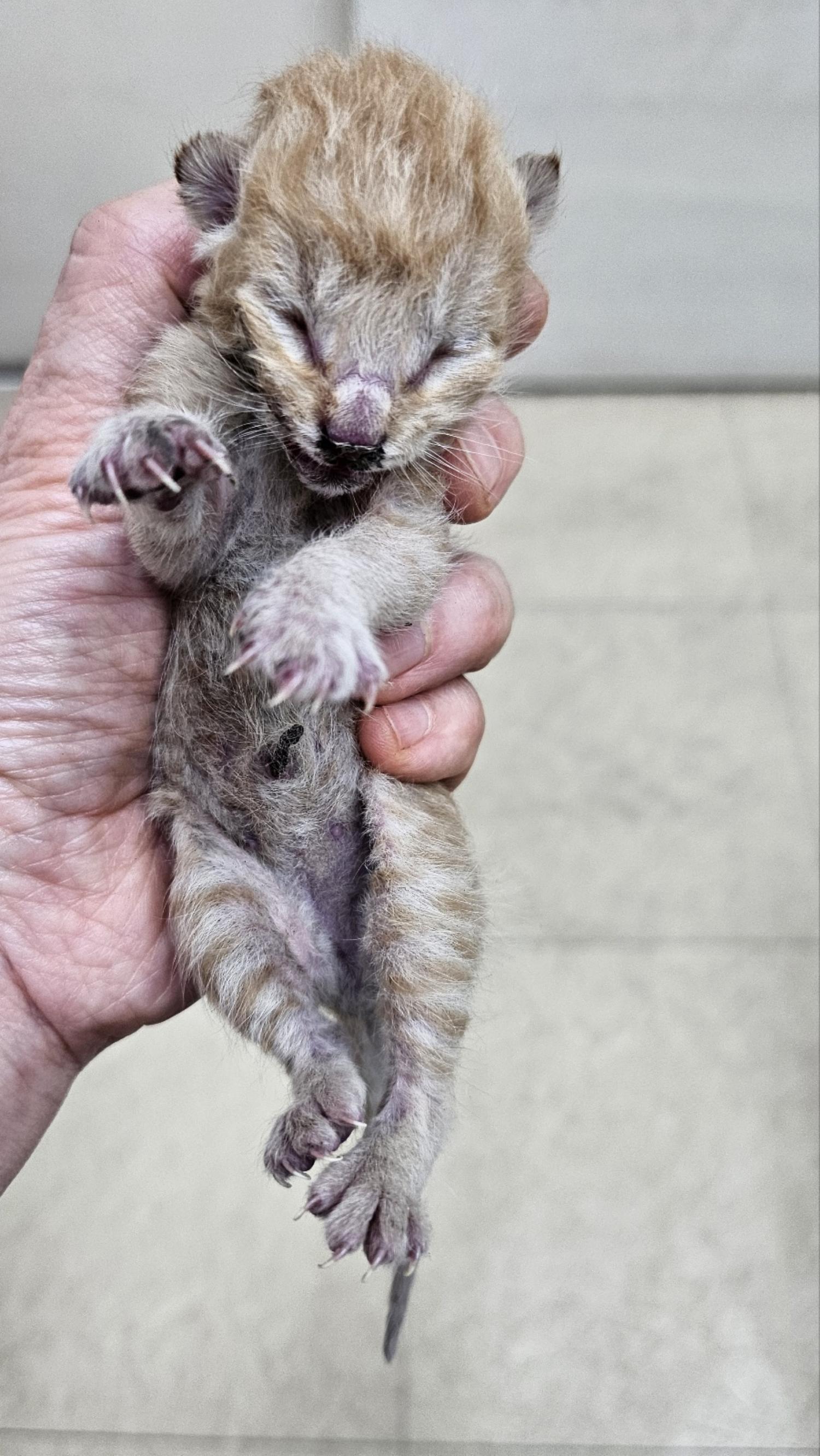 유기동물 - 한국 고양이
