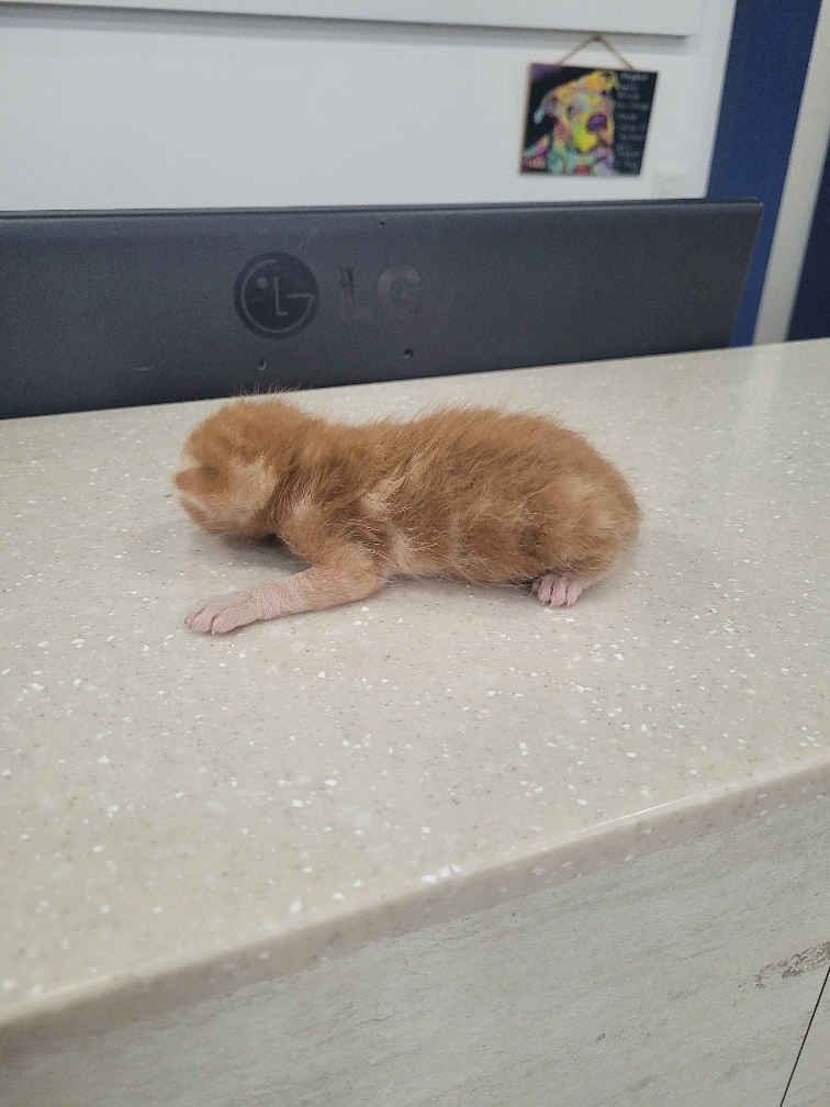 유기동물 - 한국 고양이