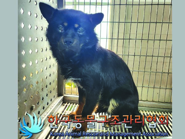 사랑스러운 유기동물 3마리 찾고 있어요