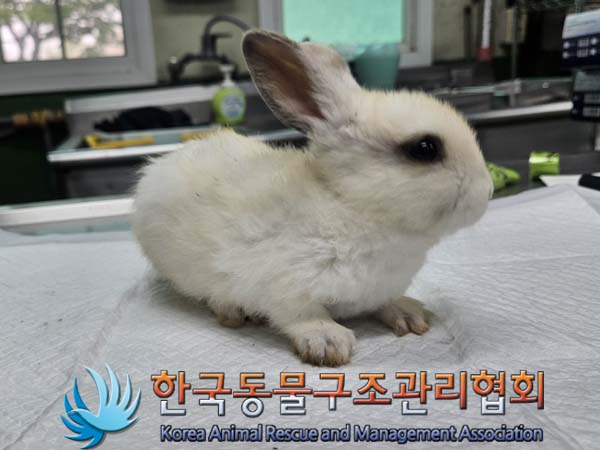 유기동물 - 토끼