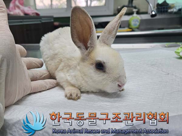 유기동물 - 토끼