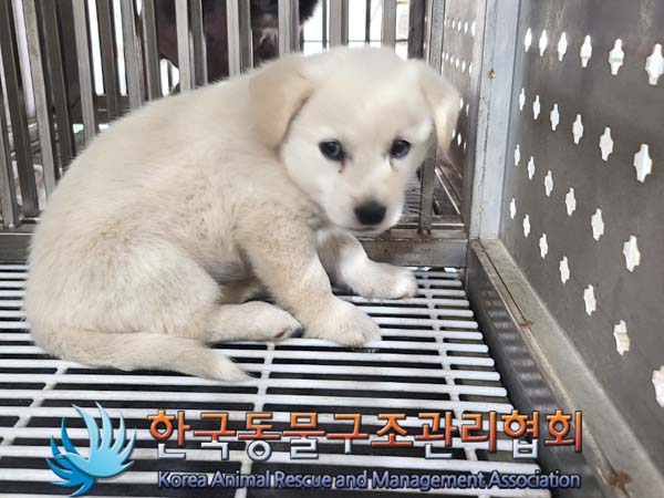 유기동물 - 믹스견