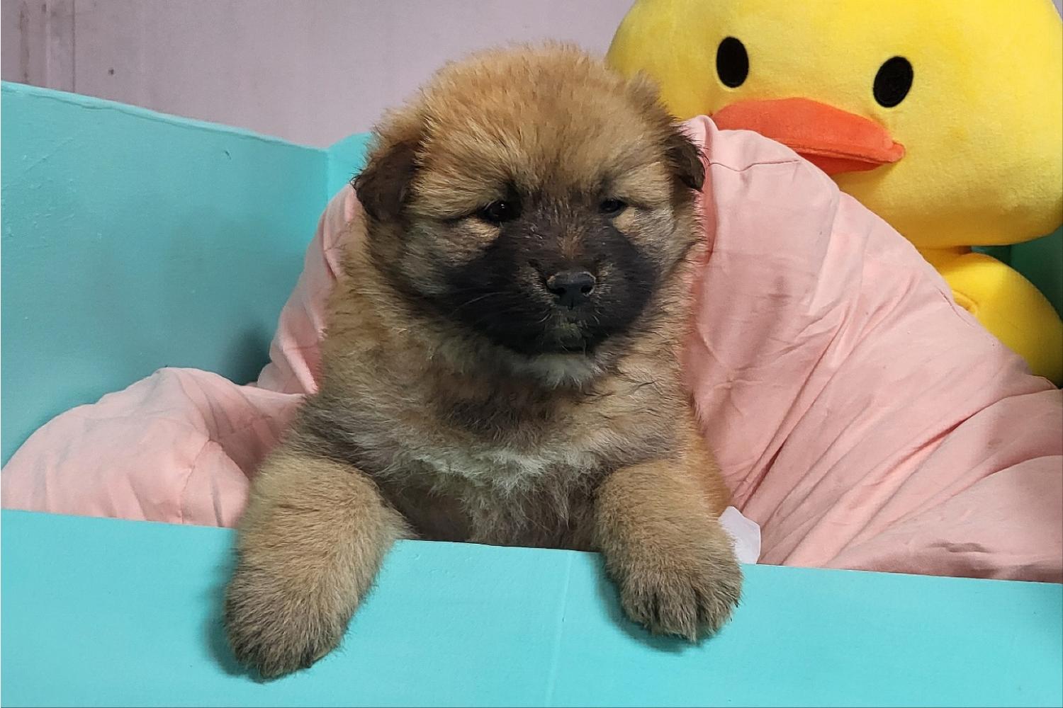 밀양시 유기견고양이 입양 안내