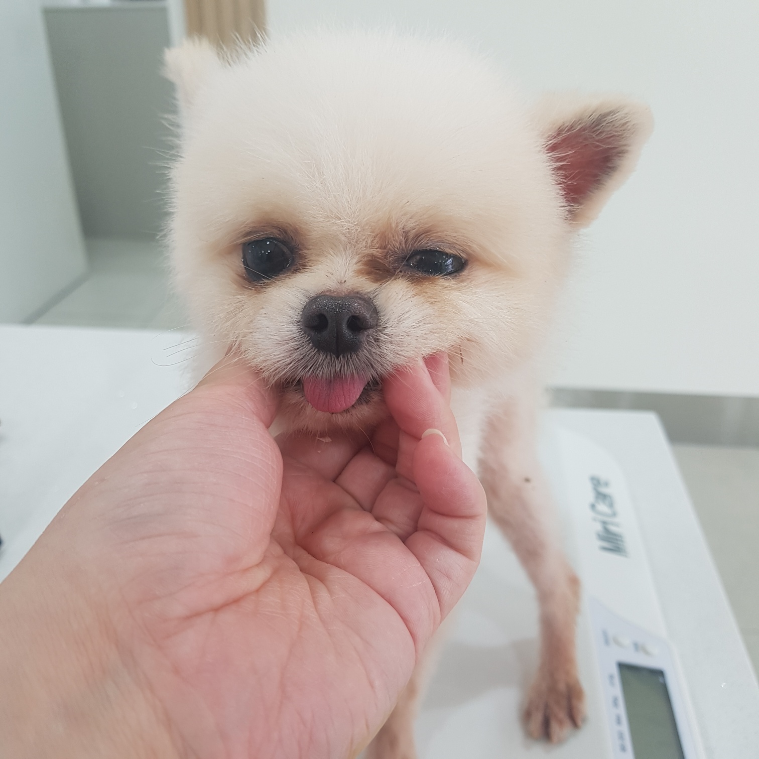 6살 포메라니안 외 2건