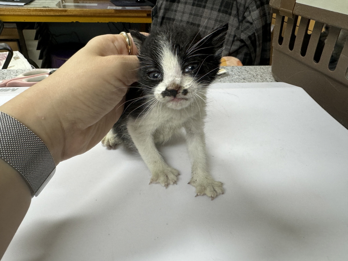 유기동물 - 한국 고양이