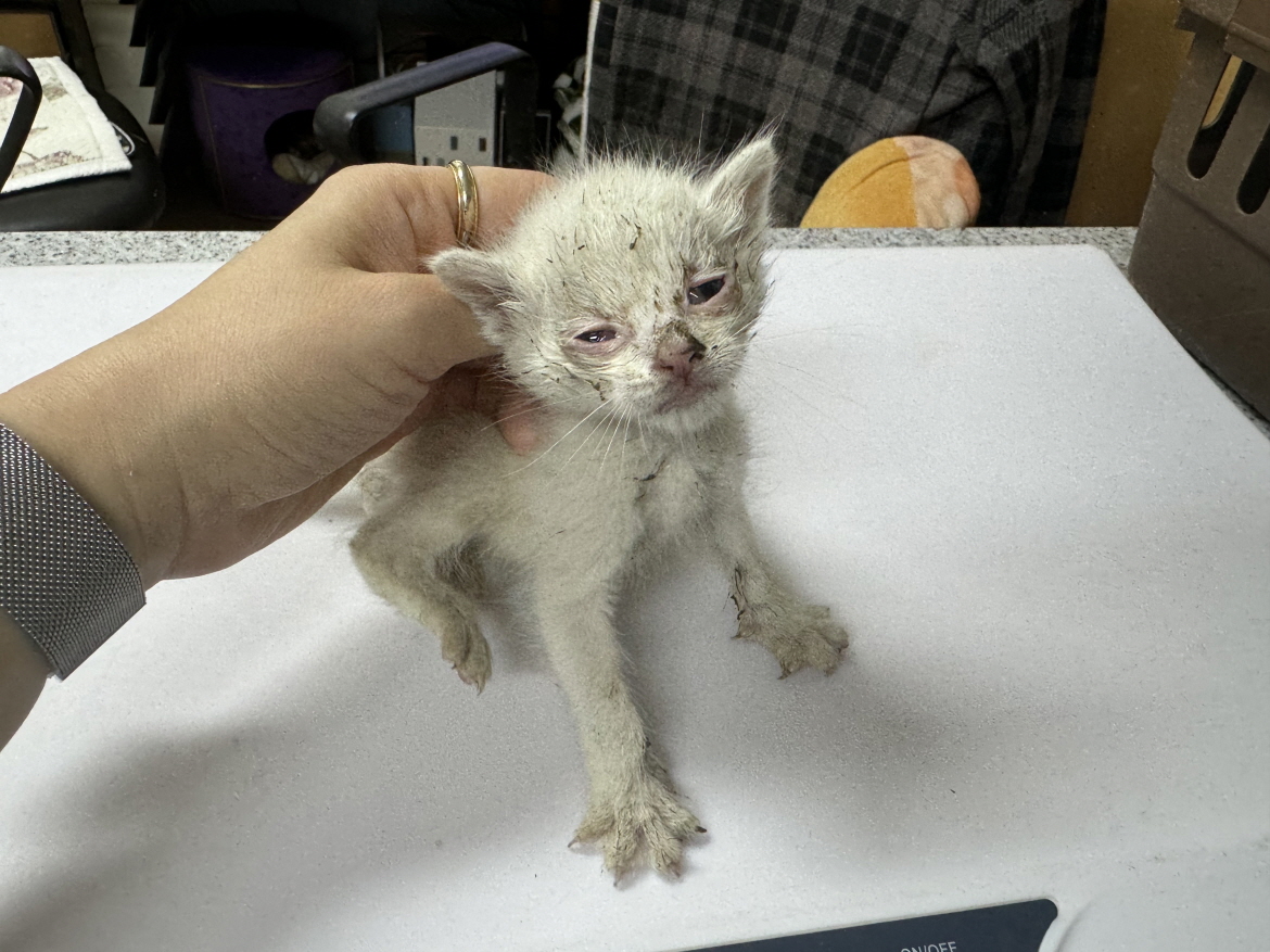유기동물 - 한국 고양이