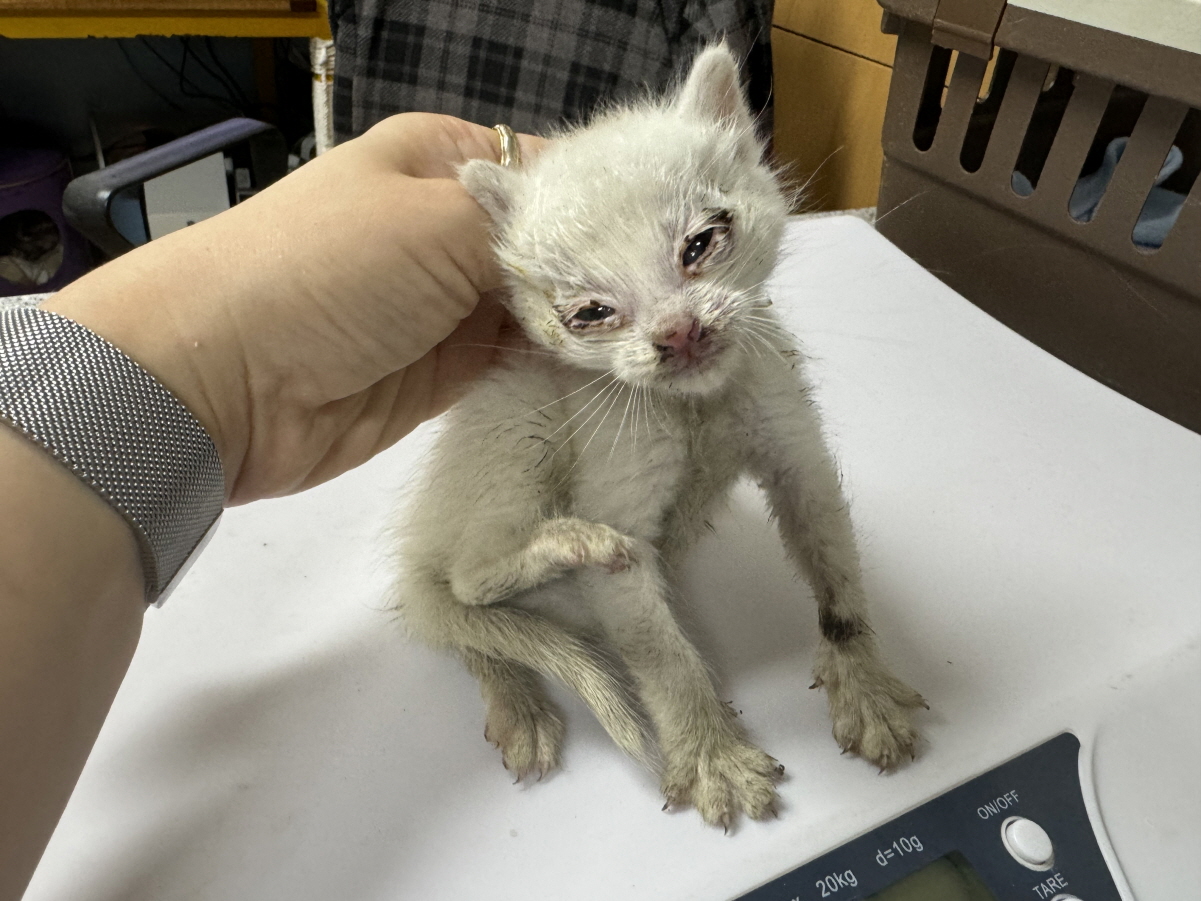 60일미만의 귀여운 한국 고양이, 입양해주세요!