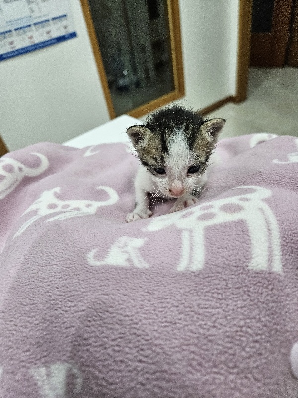 유기동물 - 한국 고양이
