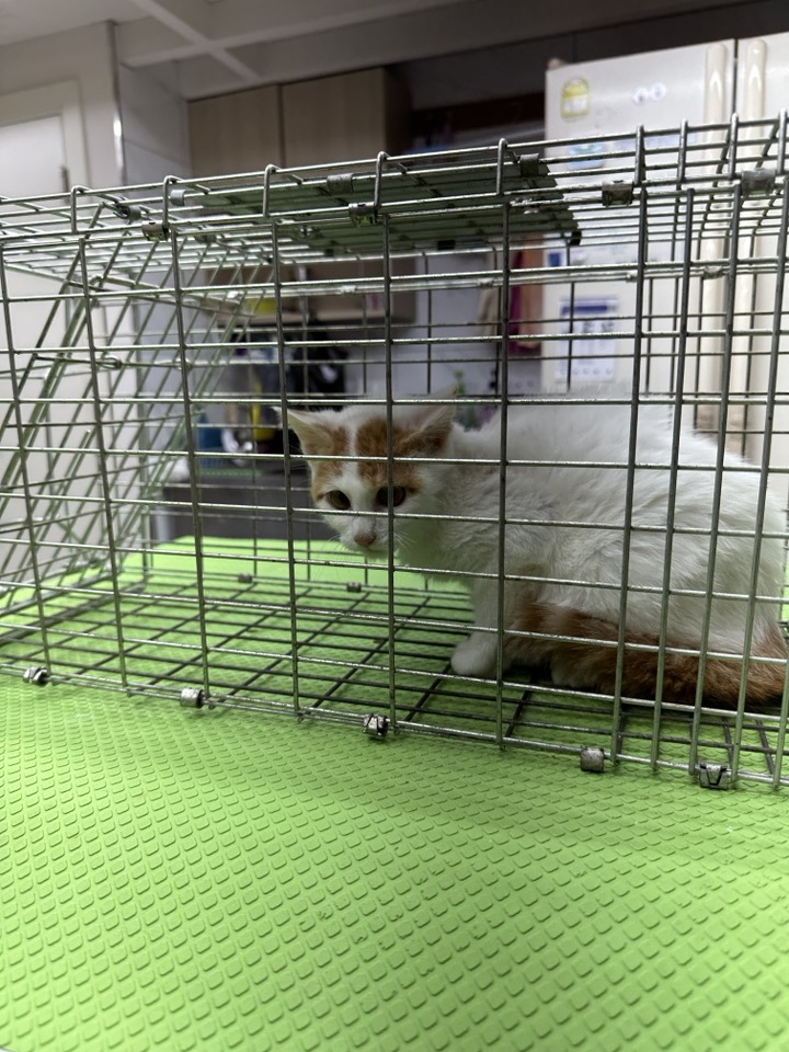 유기동물 보호소에서 기다리는 친구들: 3마리 건 소개