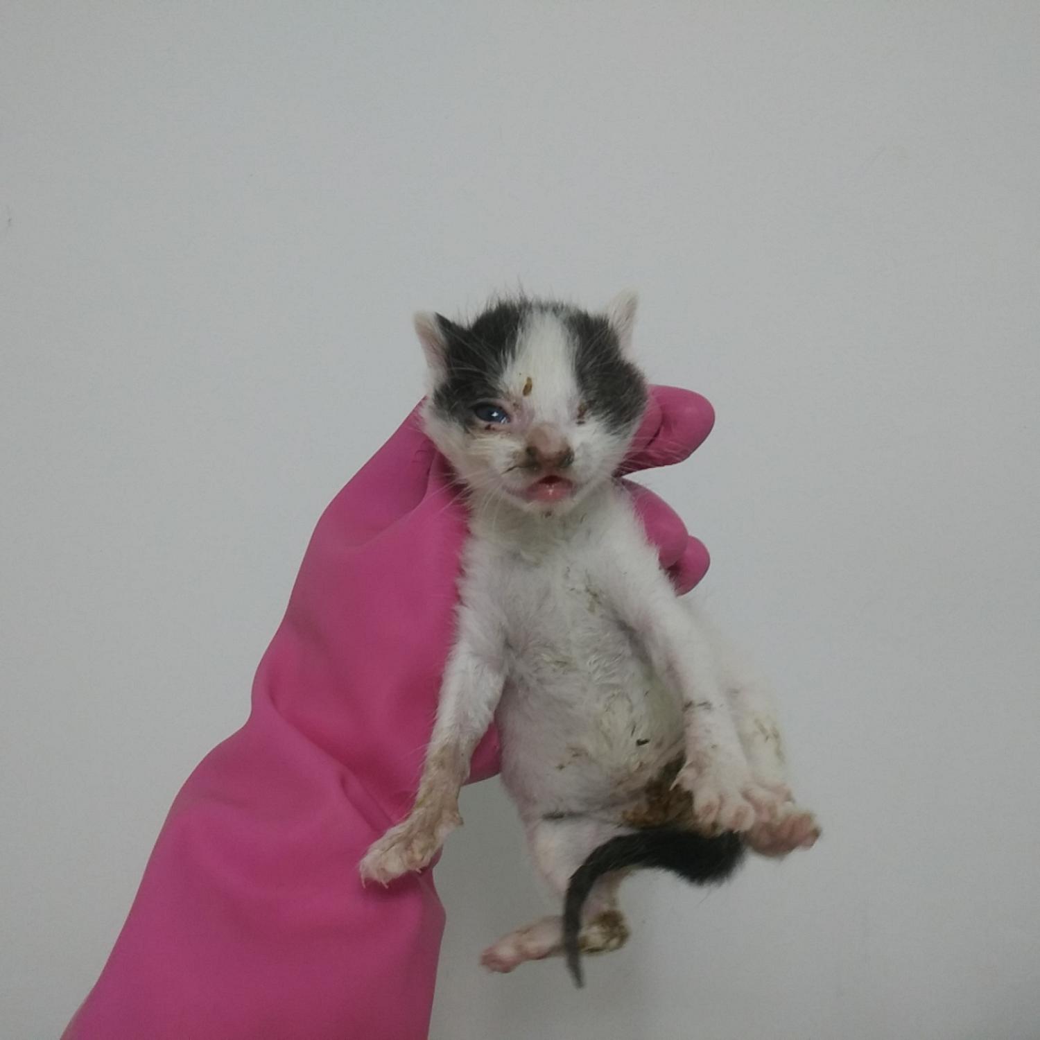유기동물 - 한국 고양이