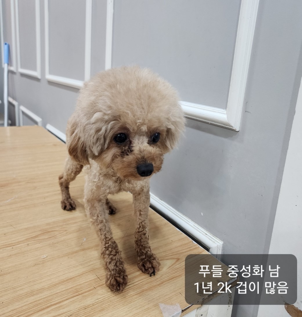 1살 푸들 외 2 건