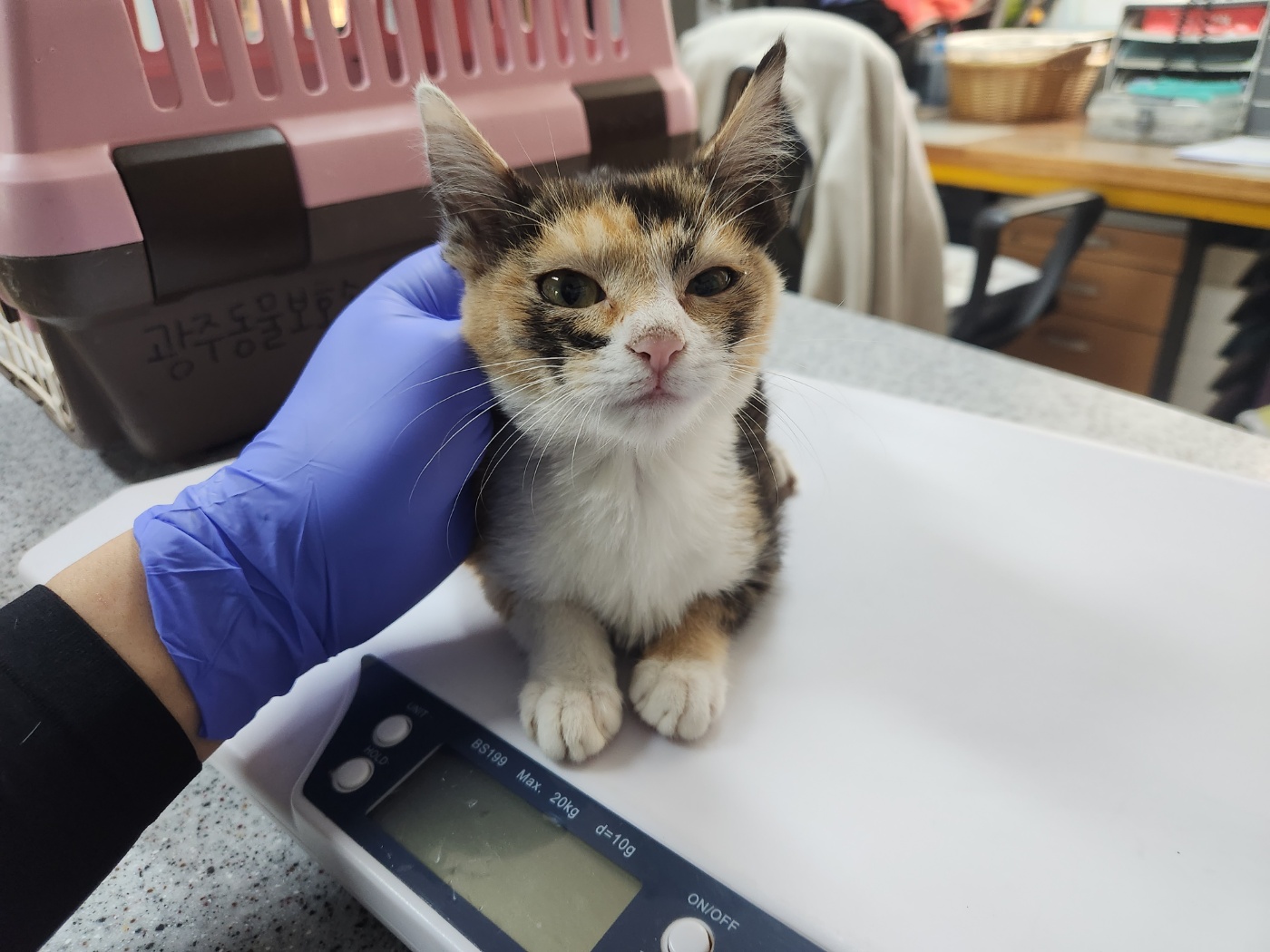 유기동물 기다립니다! 사랑스러운 고양이 2건!