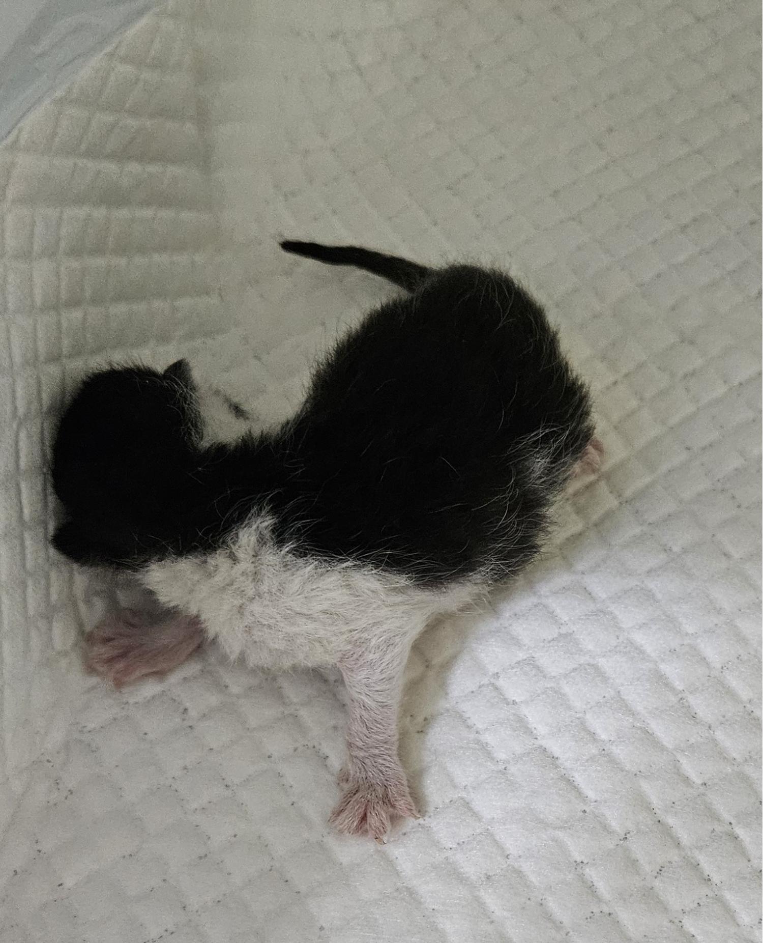 유기동물 입양 알립니다: 사랑스러운 고양이 3마리