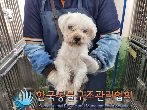 유기동물 - 말티즈