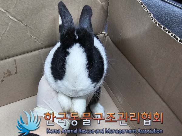 유기동물 - 토끼