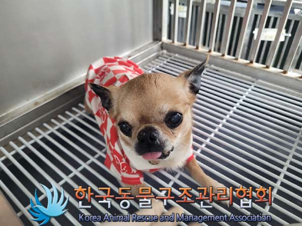 유기동물 - 치와와