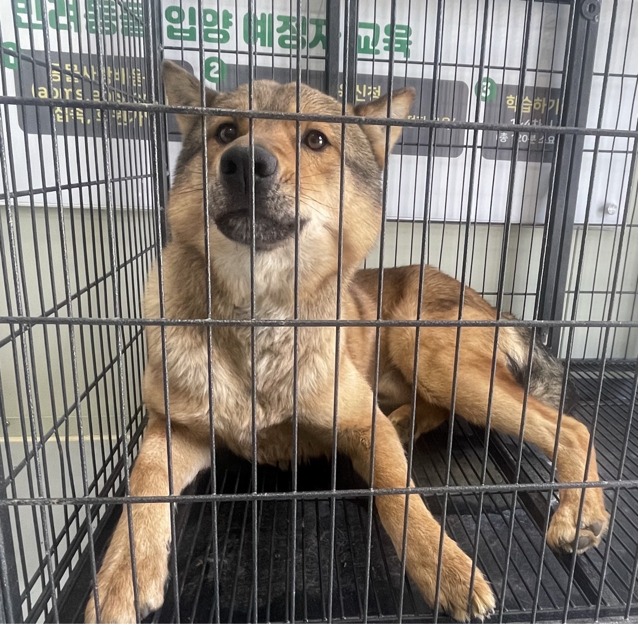 경기도 유기동물 찾아주세요!