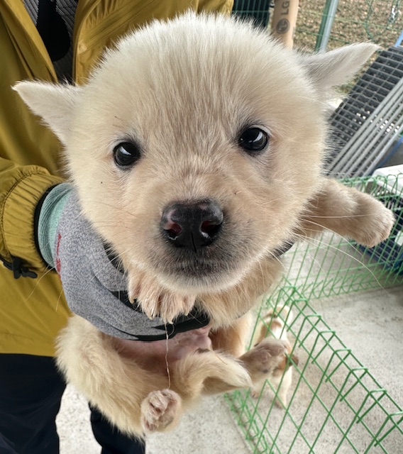 60일미만 귀염둥이 믹스견 3마리 보호소에서 기다려요