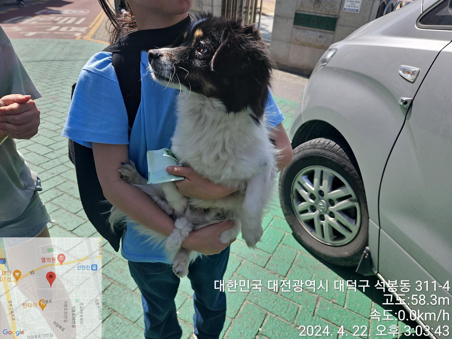 대전의 사랑스러운 유기견 3마리