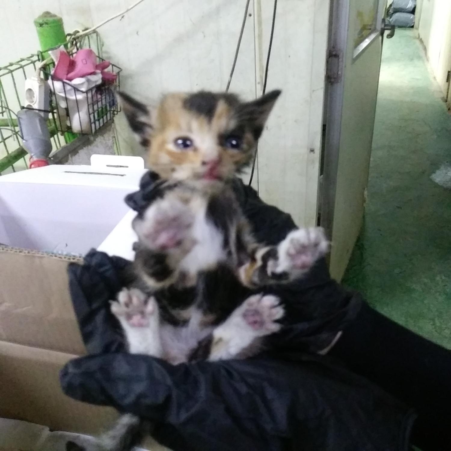 유기동물 - 한국 고양이