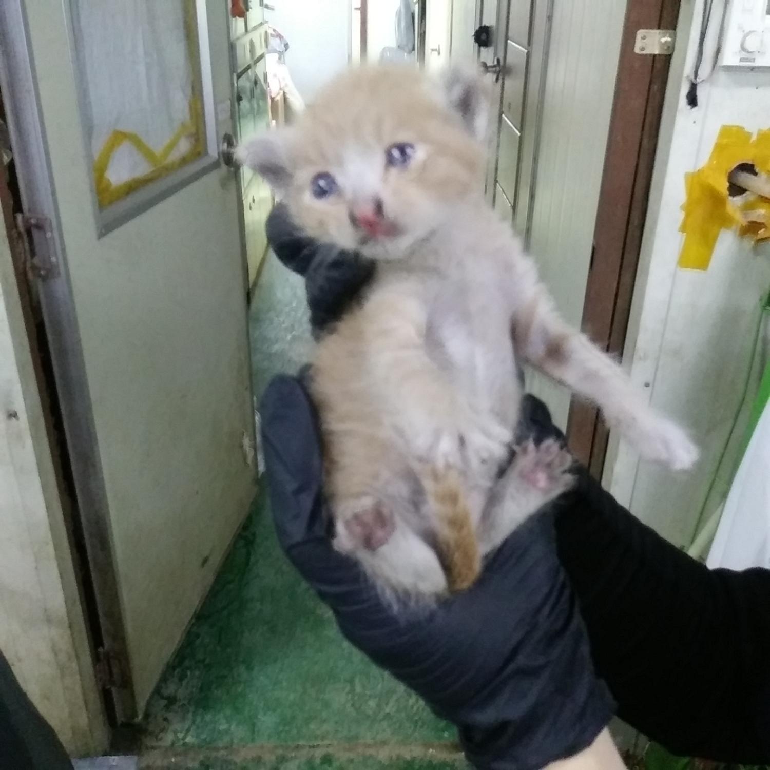 유기동물 - 한국 고양이