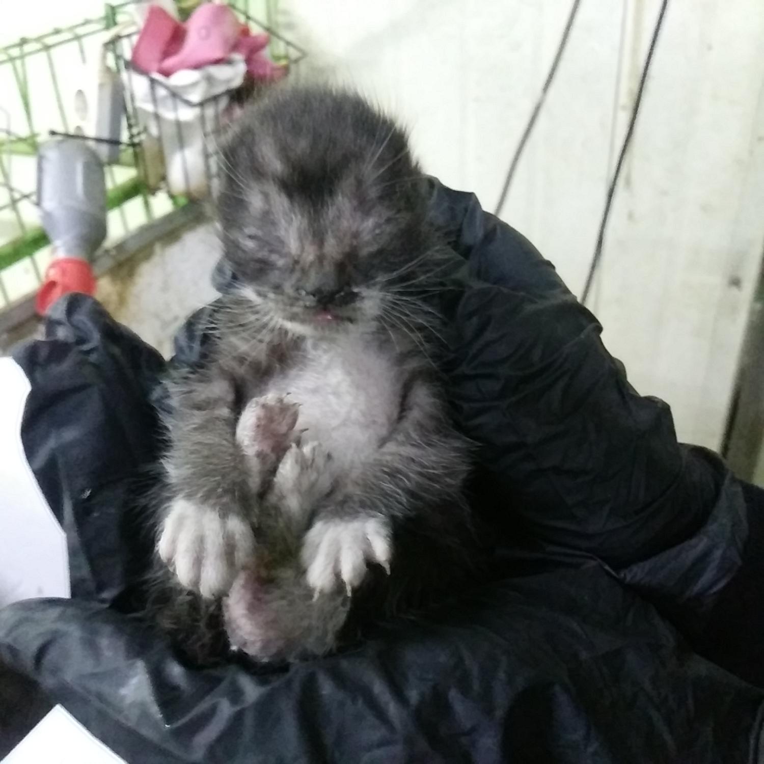 60일미만 귀여운 한국 고양이 3마리 입양 기회