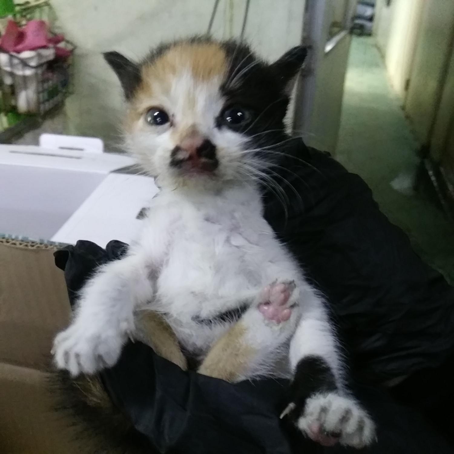 유기동물 - 한국 고양이