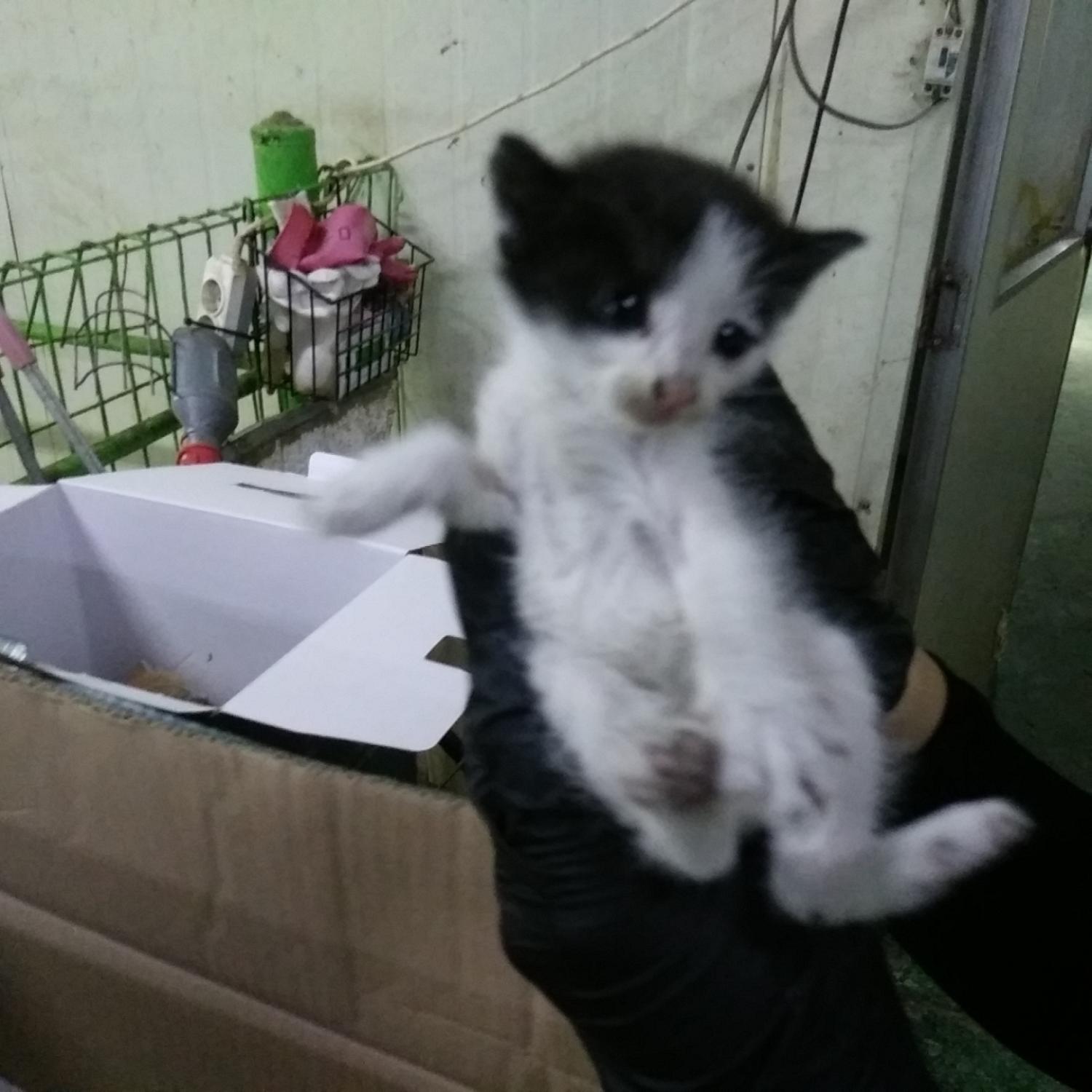 귀여운 새 집사자 고 Kittens, 입양 대기 중!