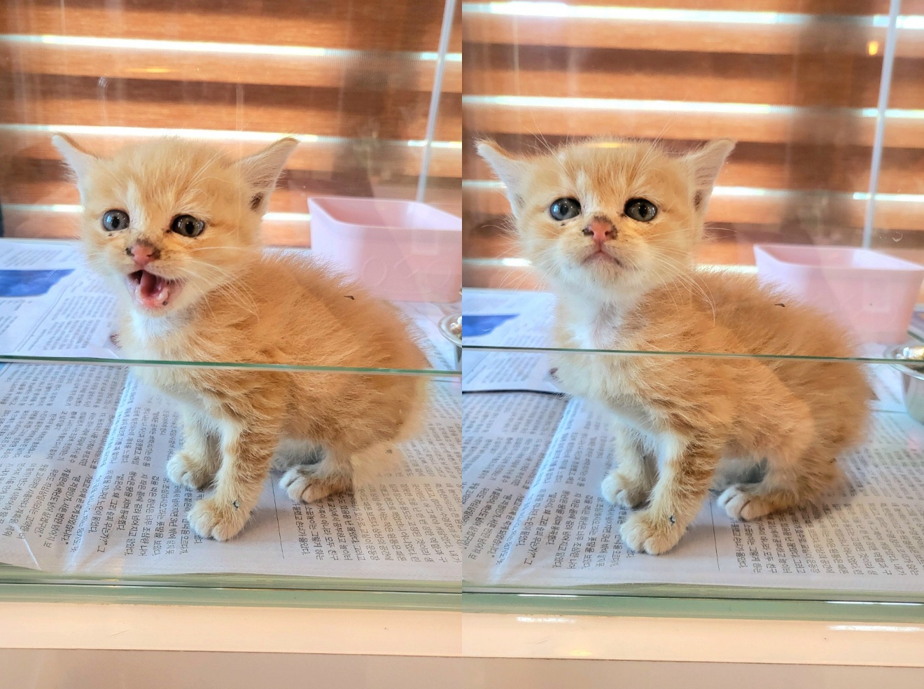 유기동물 - 한국 고양이