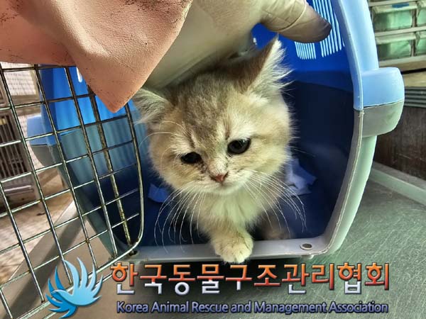 유기동물 - 믹스묘