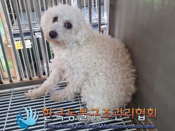유기동물 - 푸들