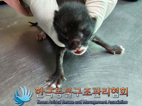 60일 미만의 유기 한국 고양이 두 마리와 그외 한 마리