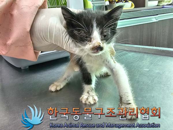 1년 미만 검은 고양이 3마리, 은평구에서 발견