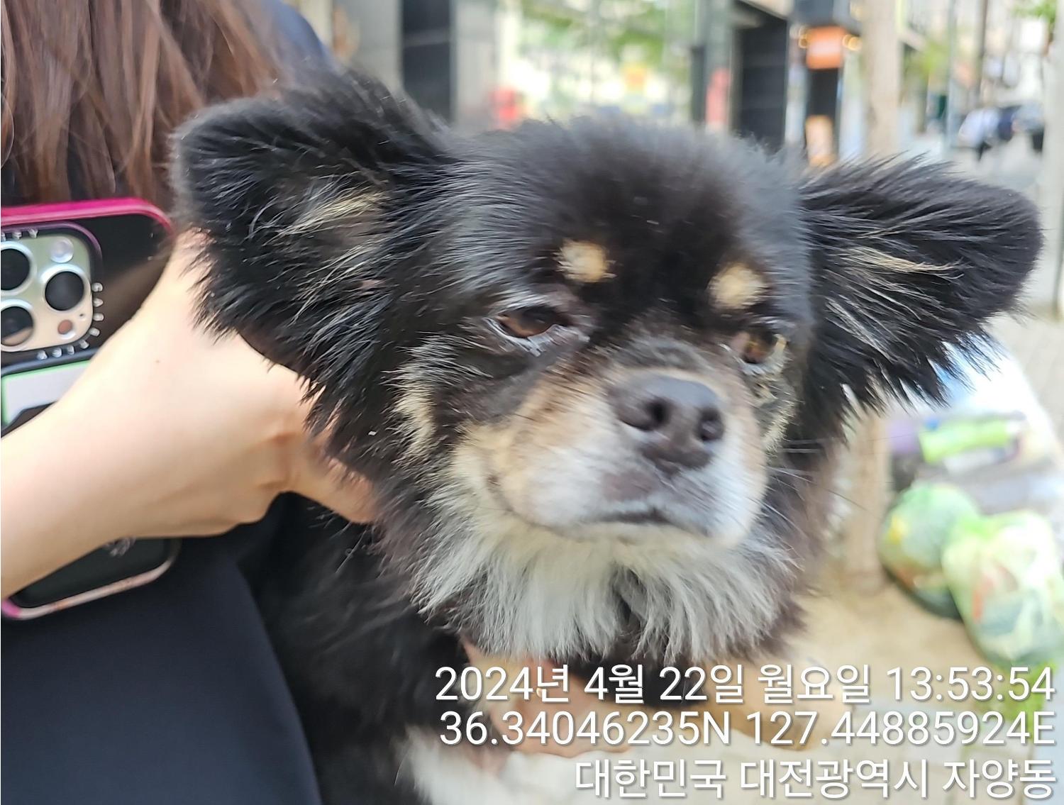 유기동물 - 치와와