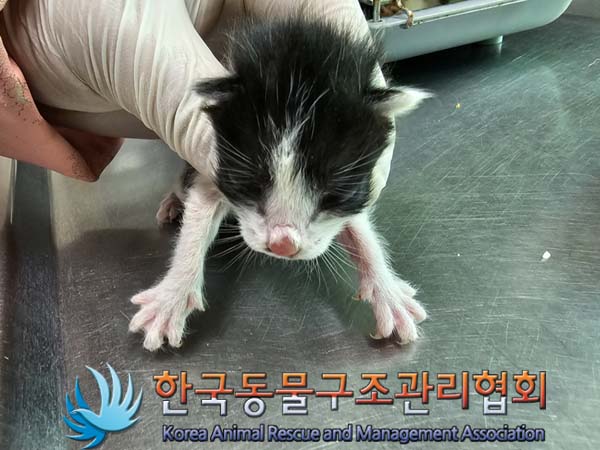유기동물 - 한국 고양이