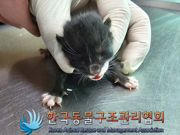 유기동물 - 한국 고양이