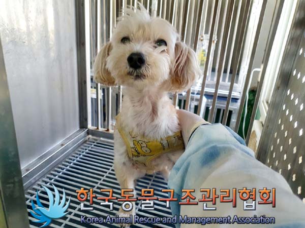 버려진 친구들: 6살 말티즈와 다른 2마리