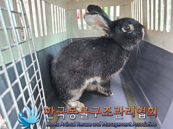 1년 미만 토끼 외 2 건