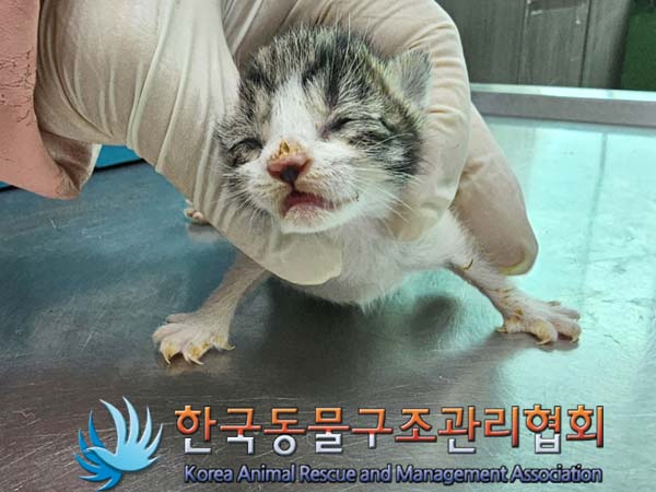 60일 미만 한국 고양이 새끼 2마리 발견