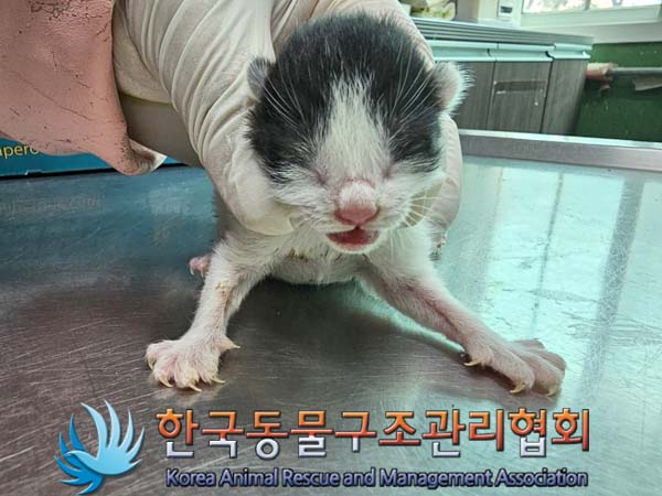 유기동물 - 한국 고양이