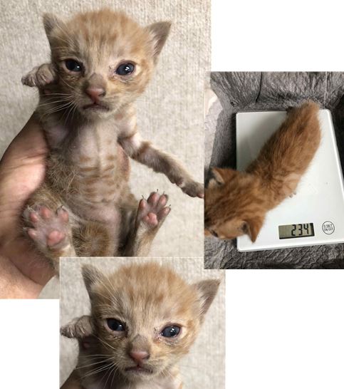 유기동물 소개: 60일미만의 한국 고양이, 믹스견, 흰색&갈색 고양이